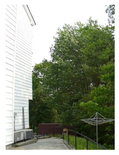 Tree next to the building